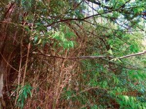C7E68185-CBE1-4E4F-8FC3-B21AB20EBEFD_1_201_a.jpeg