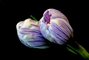 crocus-4902745_960_720.jpg