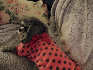 suzypjs.jpg suzypjs.jpg