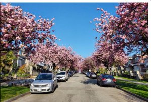 cherryblossoms.van2020.JPG