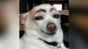 funnydogwbrows.jpg