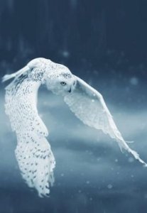 snowy owl.jpg