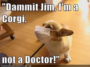 _Dammit Jim, I'm a Corgi,  not a Doctor!_.jpeg