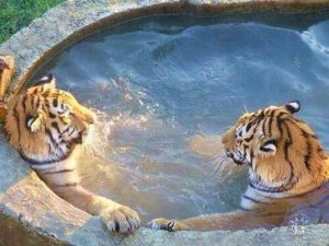 Tigers @.jpg