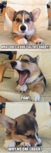 15 Animals Telling The Funniest Dad Jokes.jpeg