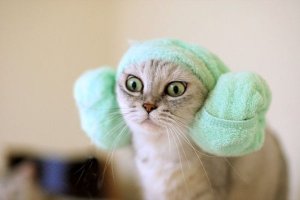 Earmuffs @.jpg