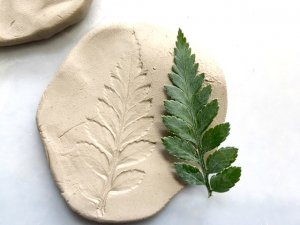 Clay-Fern-2b.jpg