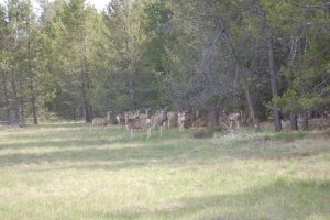 deer are back.jpg