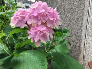 C0FA523E-424C-4EEB-8843-23C30DC6517A.jpeg