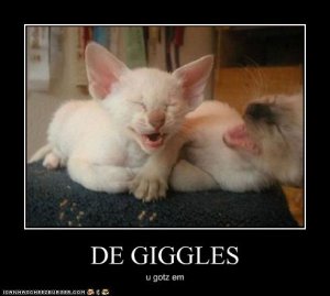 kittens-have-the-giggles.jpg