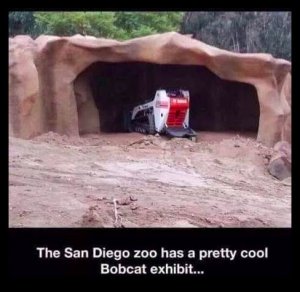 bobcat.jpg