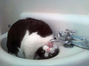 cat-loves-water-bath-17__605.jpg