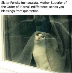 cat.jpg