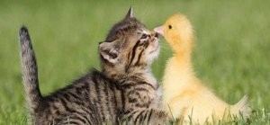 Friendly @.jpg
