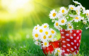 daisies.jpg