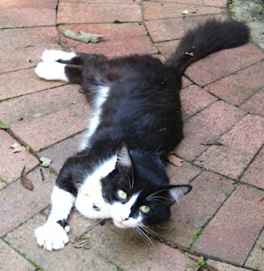 Boots lying down 2.jpg Boots lying down 2.jpg