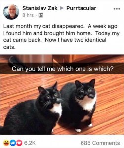 cat-snapchat-funny-87-5e8d7a588be56__700.jpg