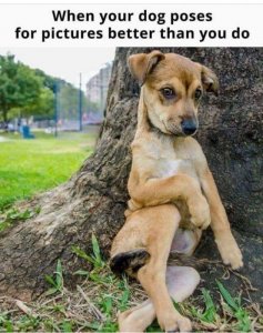 dogposesbetter.jpg