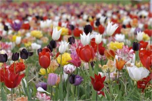 flowers stuff.jpg