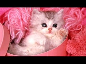 pinkKITTY.jpg