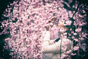 12th pink stuff blossoms.jpg