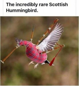 scottish hummimgbird.jpeg