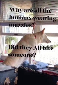 Why are all the humans wearing muzzles_.jpeg