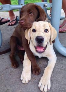 labs.jpg