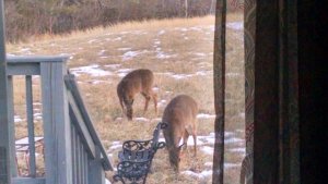 2 deer at deck.jpg