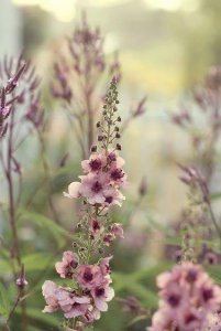 purple flowers stuff.jpg