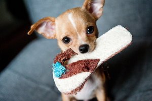 puppy-dog-animal-cute-canine-pet-young-small-mammal-baby-miniature-close-up-lovely-furry-tiny-...jpg