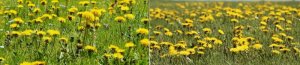 dandelions.jpg