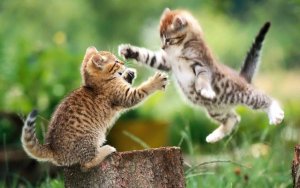 Karate  @.jpg