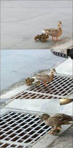 ducks.jpeg