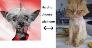 ugliest-dogs-11 (Custom).jpg