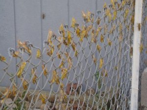 06-19-2012 002.jpg