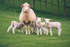 Sheep-5.jpg