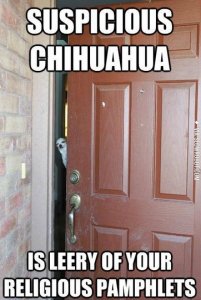 suspicious-chihuahua.jpeg