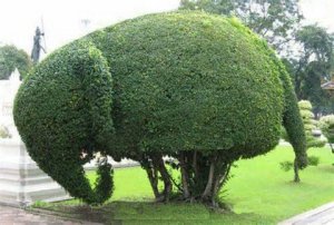 Funny-Elephant-76.jpg