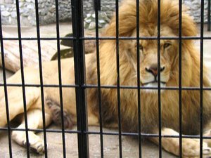 lion.jpg