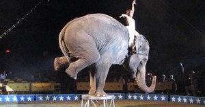 circus elephant (1).jpg