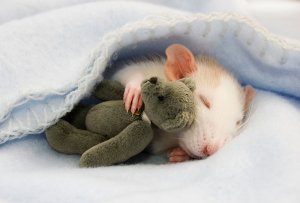 mouseteddy.jpg
