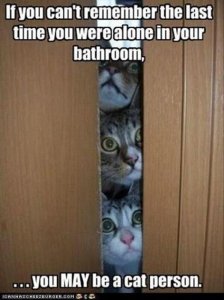 crazy-cat-lady-funny-pictures1.jpg