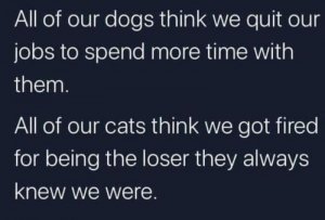 dogs and cats.JPG