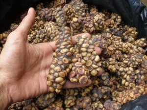 Wild-Luwak-Coffee-%2F-Civet-Coffee-Arabica-100-%.jpg
