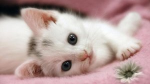 Cute-White-Cat-Wallpaper.jpg