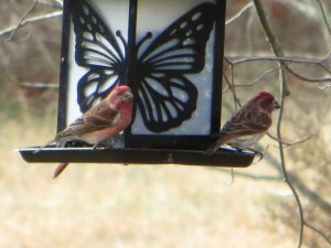 red birds.jpg