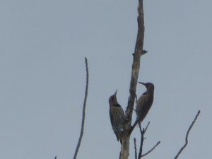 flickers.jpg