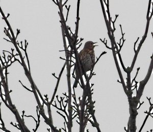 songthrush.JPG