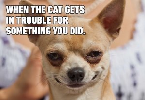 catgetstrouble.jpg